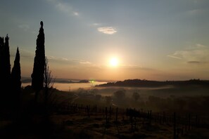 A vineyard with rows of grapevines and tall cypress trees in the foreground. - Independent, cozy and private cottage, nestled in the Tuscan countryside (San Gimignano)