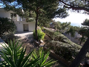 A residential property with a white building, a stone pathway, and a variety of greenery including pine trees and shrubs.
