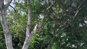 A pathway curving through a lush garden with tall trees and well-maintained grass. - Beautiful Condo in Playas Gemelas, Puerto Vallarta (Puerto Vallarta)