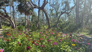 A garden with various colorful flowers and tall trees.