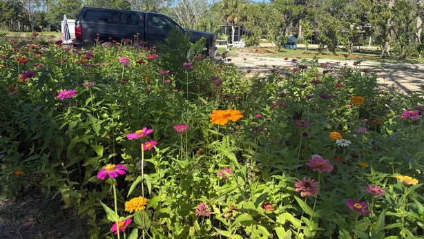 A garden with various flowers and a parked vehicle.
