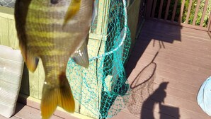 A fish being held over a fishing net on a wooden deck.