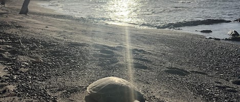 在海灘附近
