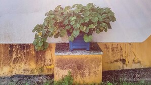 A building with a yellow and white facade, a window with a white frame, and a potted plant in front. - Country house with a pool in the Alentejo (Arraiolos)