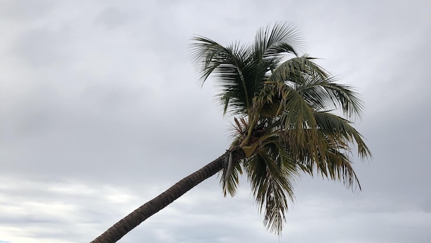Una playa con una palmera inclinada hacia el océano, orilla arenosa y cielo nublado.