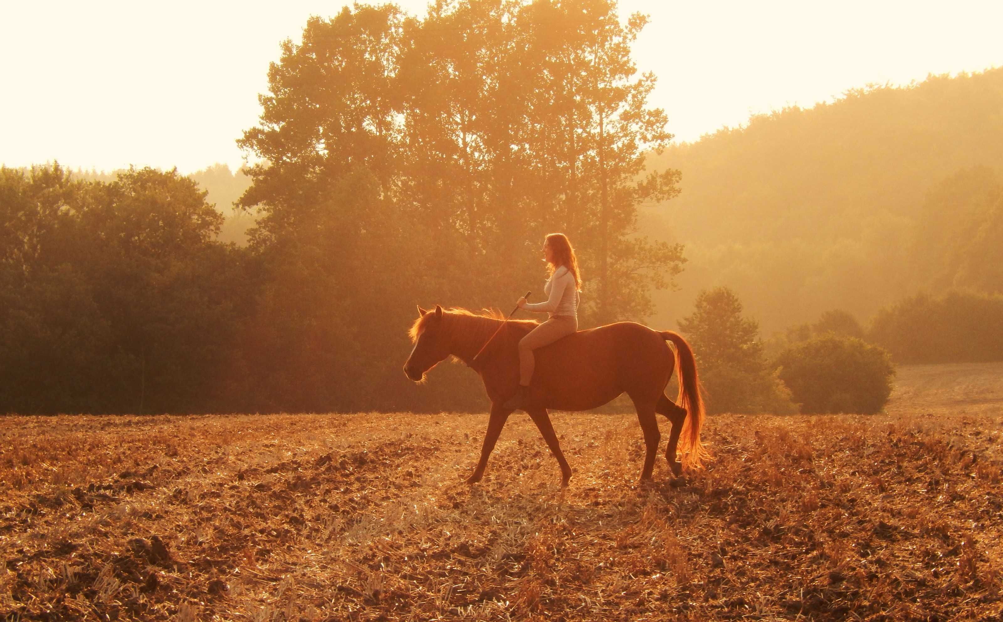 Une personne à cheval dans un champ, avec des arbres en arrière-plan.