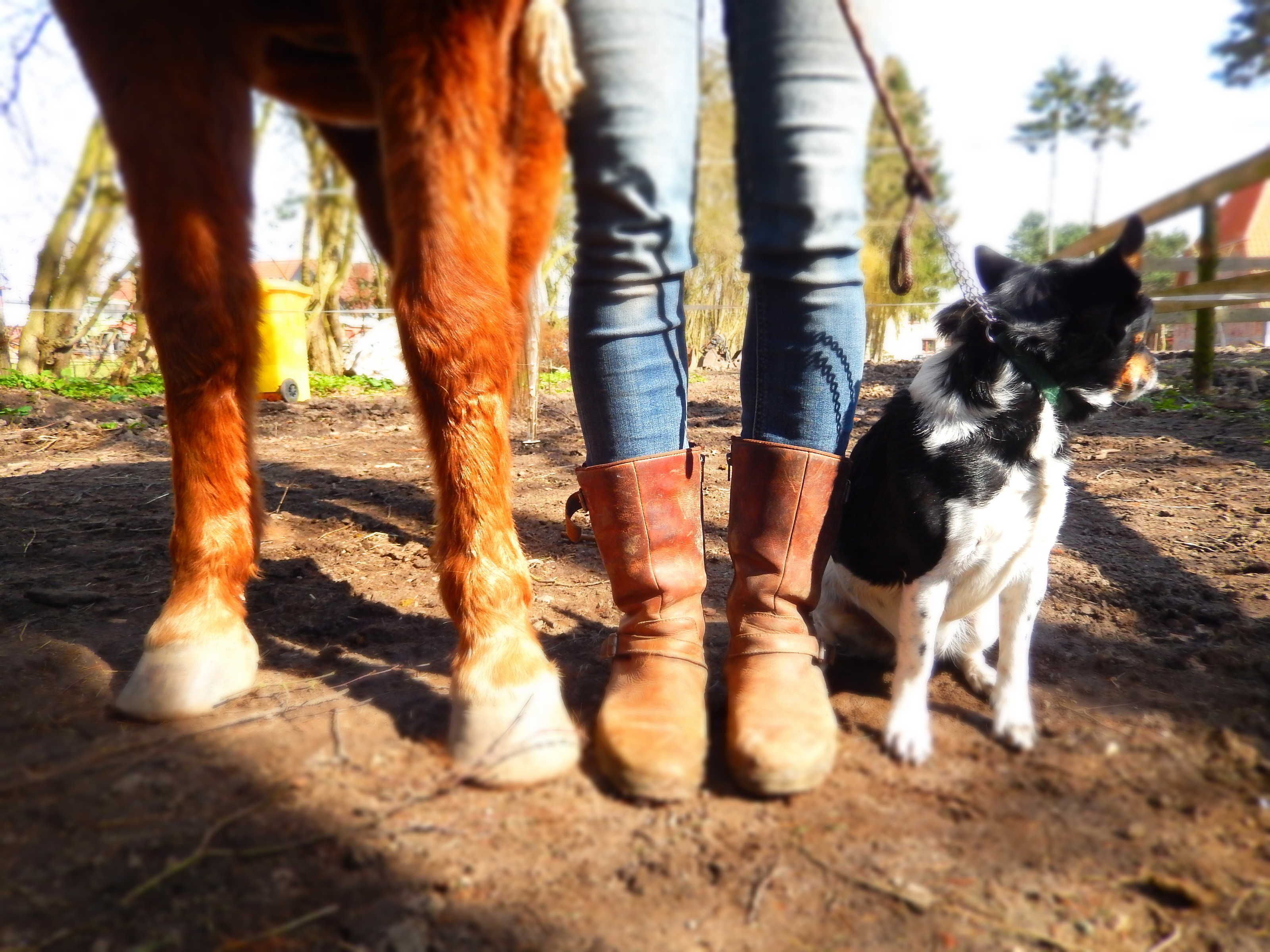Um cavalo e um cão em área externa com chão de terra e cerca de madeira.