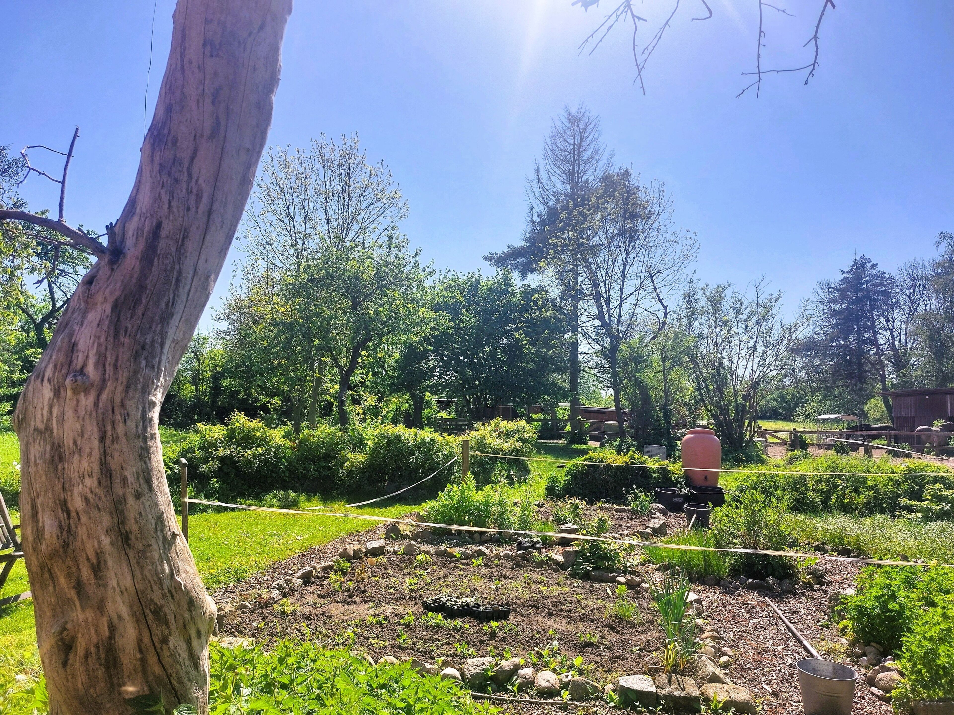 Un jardin avec différentes plantes et arbres, une clôture en bois et un seau en métal.