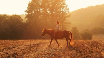 A person riding a horse in a field with trees in the background.