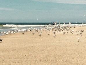 On the beach, sun-loungers, beach towels