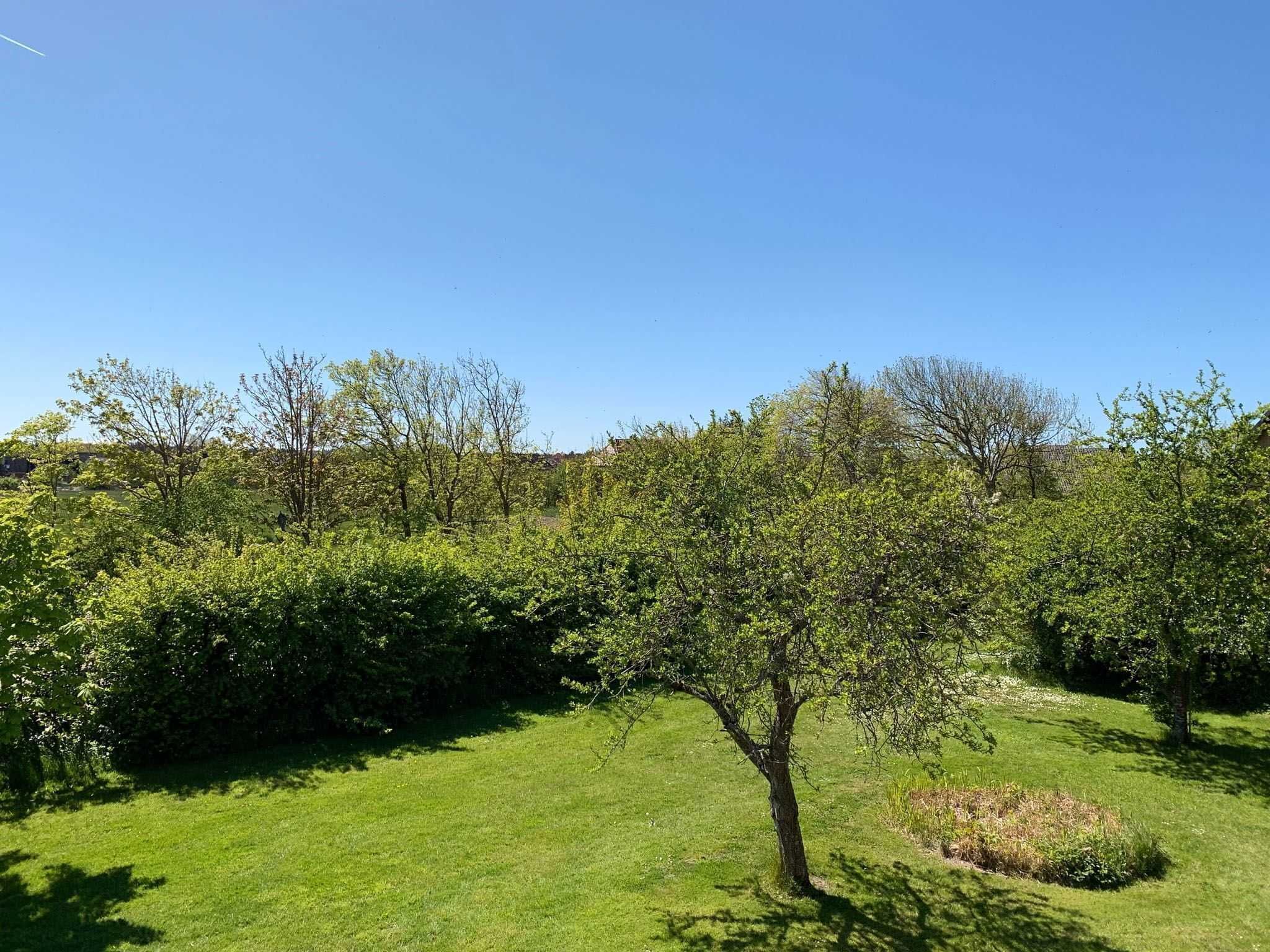 Un espace extérieur verdoyant, avec des arbres et un ciel dégagé.