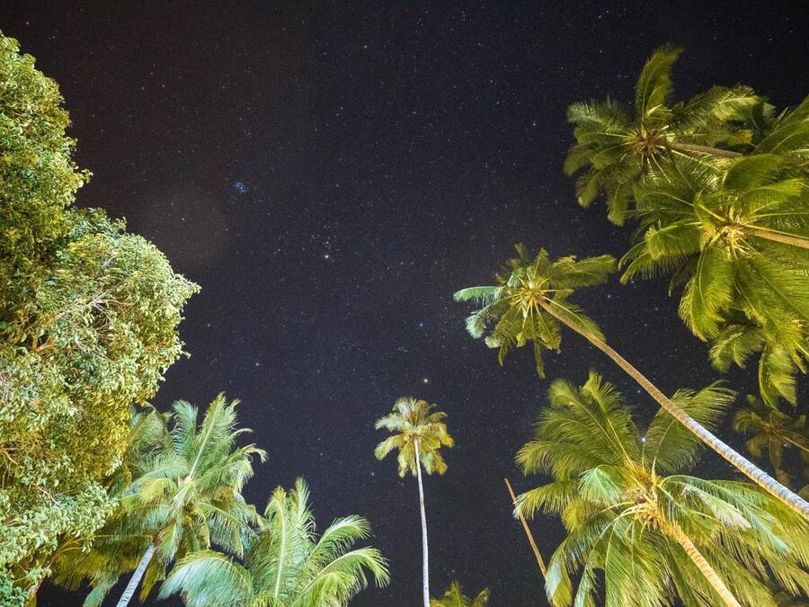 A night sky with stars, surrounded by palm trees.
