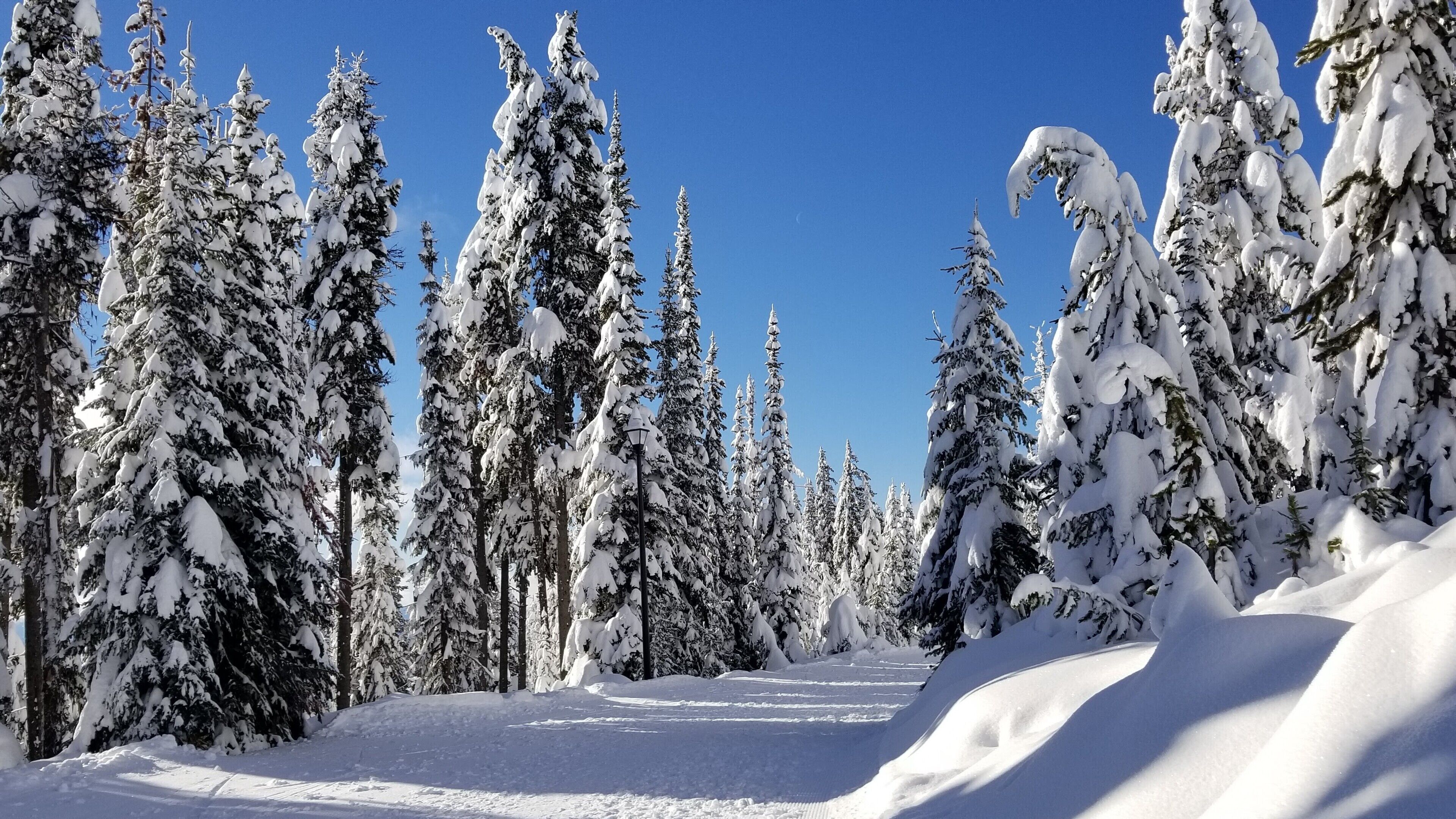 Lumipeitteinen metsäpolku, jonka varrella kohoaa korkeita, ikivihreitä puita.