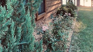 A wooden cabin with a window, surrounded by dense evergreen shrubs and a gravel path. - Cabins At Midway, Tombigbee (Fulton)