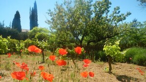 Viñedo con hileras de amapolas y árboles al fondo.