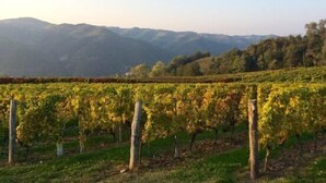 Un vignoble avec des rangées de vignes et une chaîne de montagnes en arrière-plan.