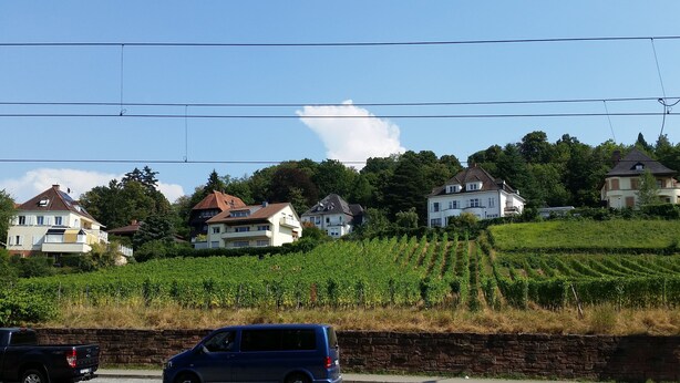 Un vignoble avec des rangées de vignes et plusieurs maisons aux toits inclinés.
