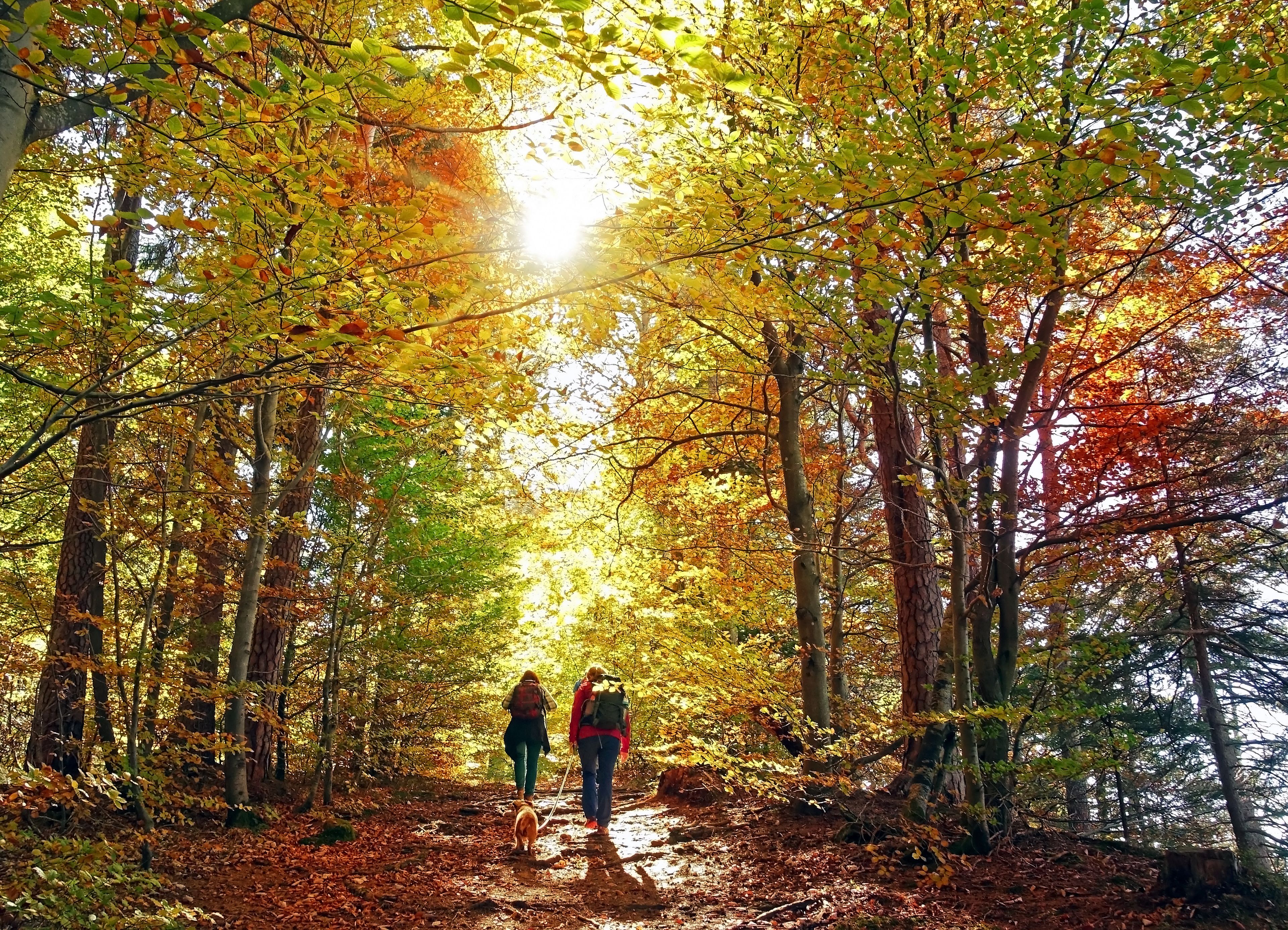 A forest path with two people and a dog walking.