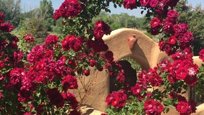 Un jardin agrémenté d’une arche en pierre, entouré de magnifiques rosiers rouge vif.