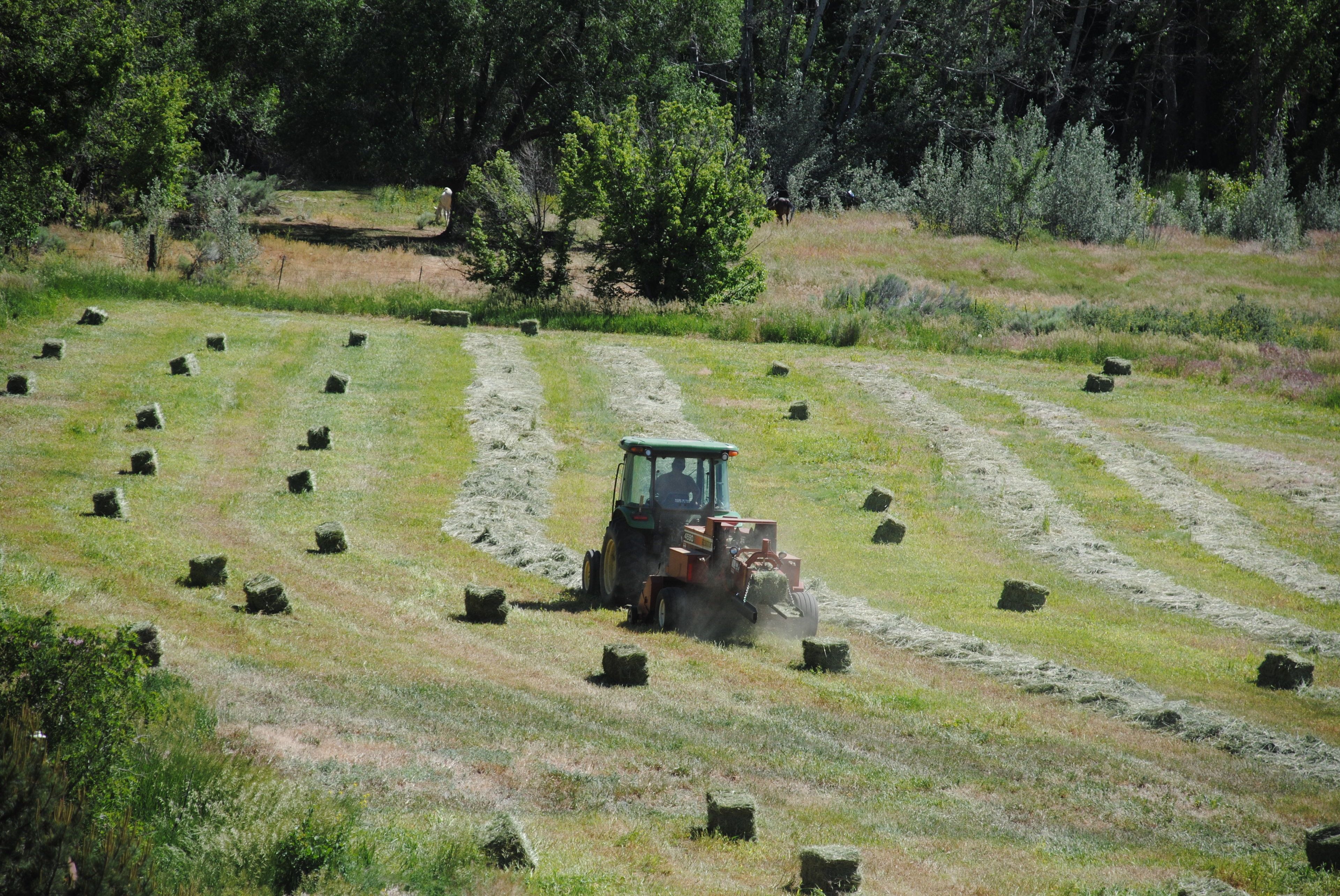 A tractor in a field with hay bales.