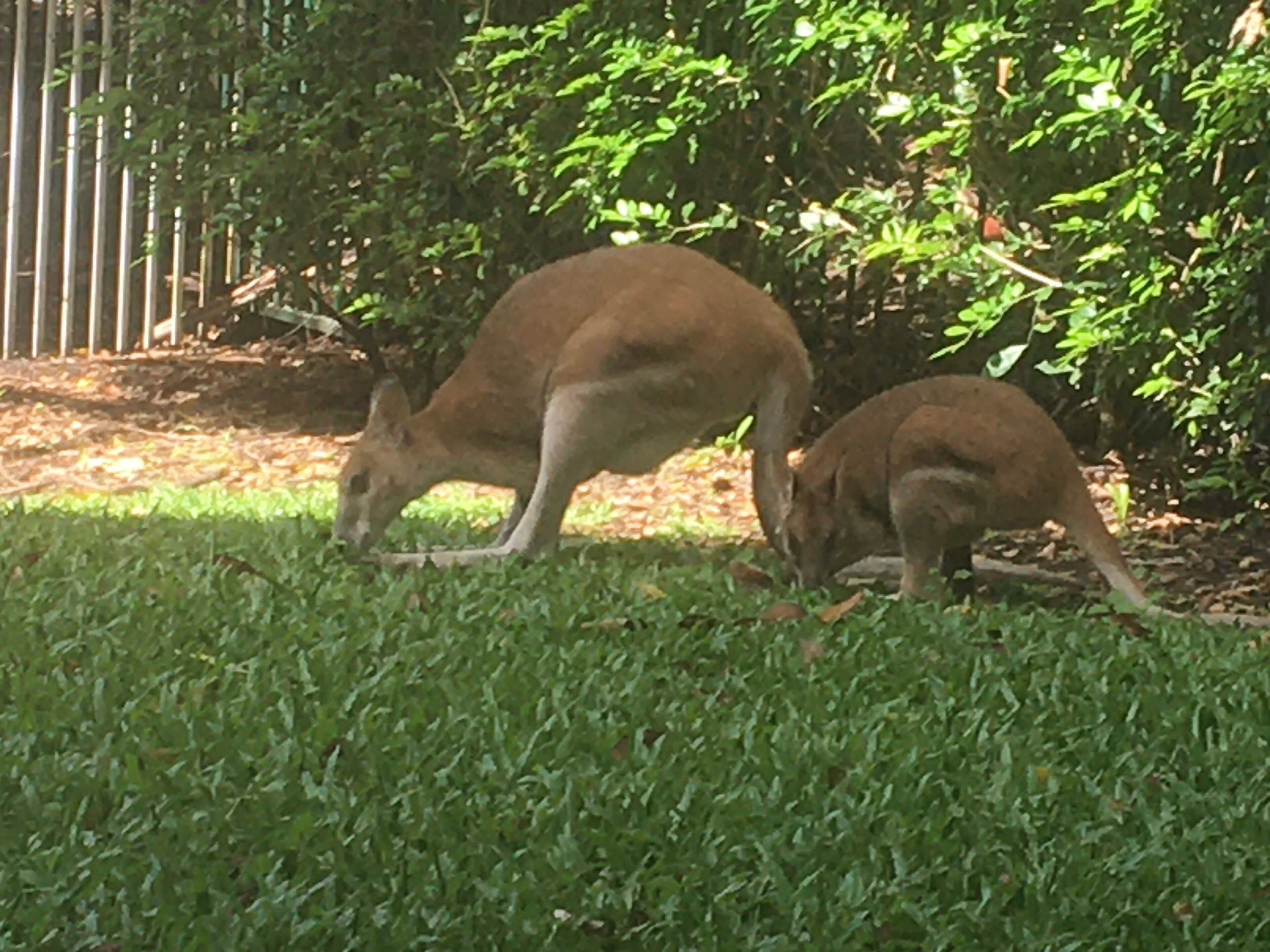 Paradise in Palm Cove — image 12
