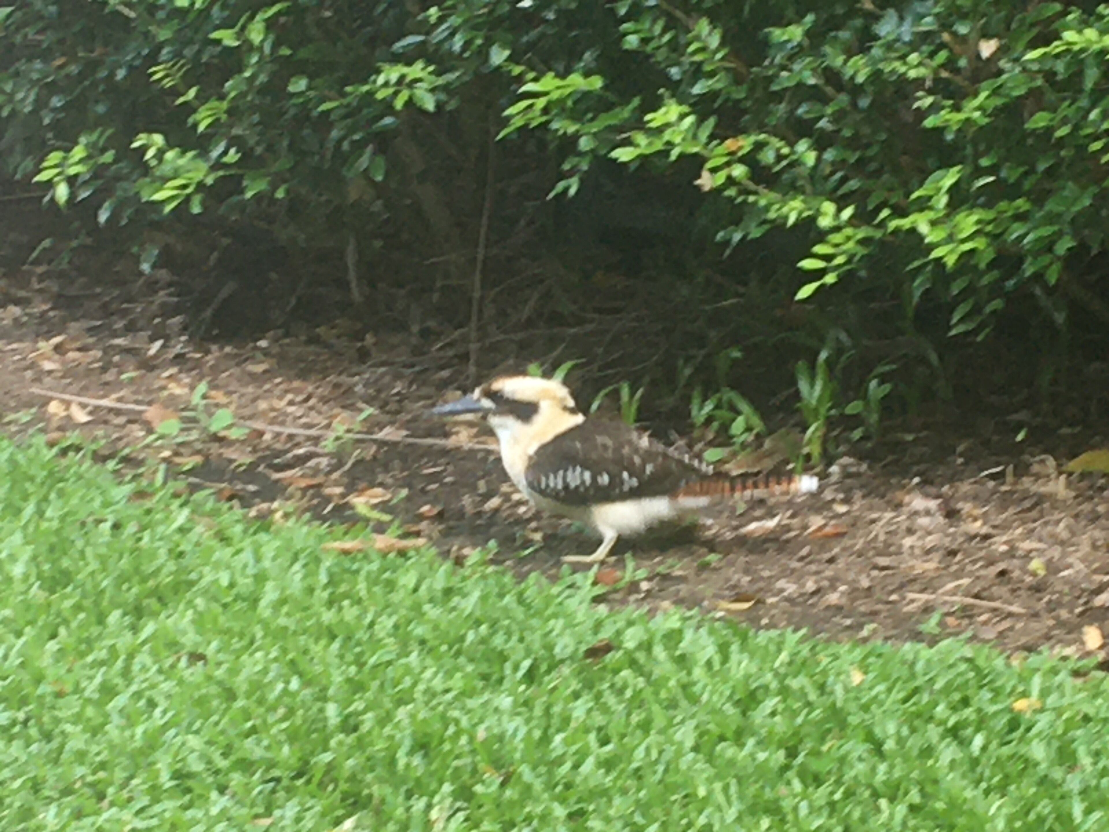 Paradise in Palm Cove — image 11