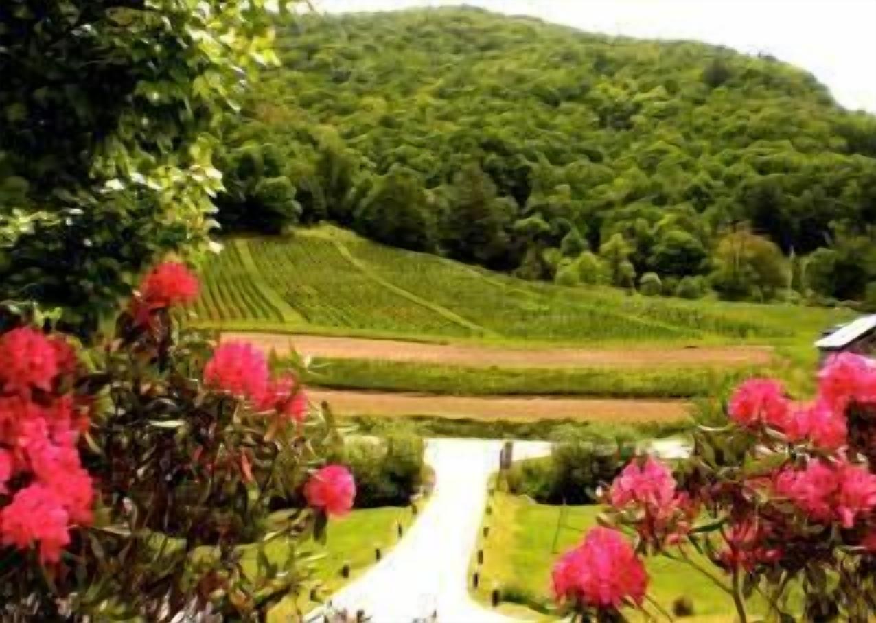 Cedar Duplex Apt, NO Stairs so Easy Access, Hot Tub, Short range mountain view. 