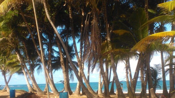 Ein Strand mit Palmen und einem Fahrrad.