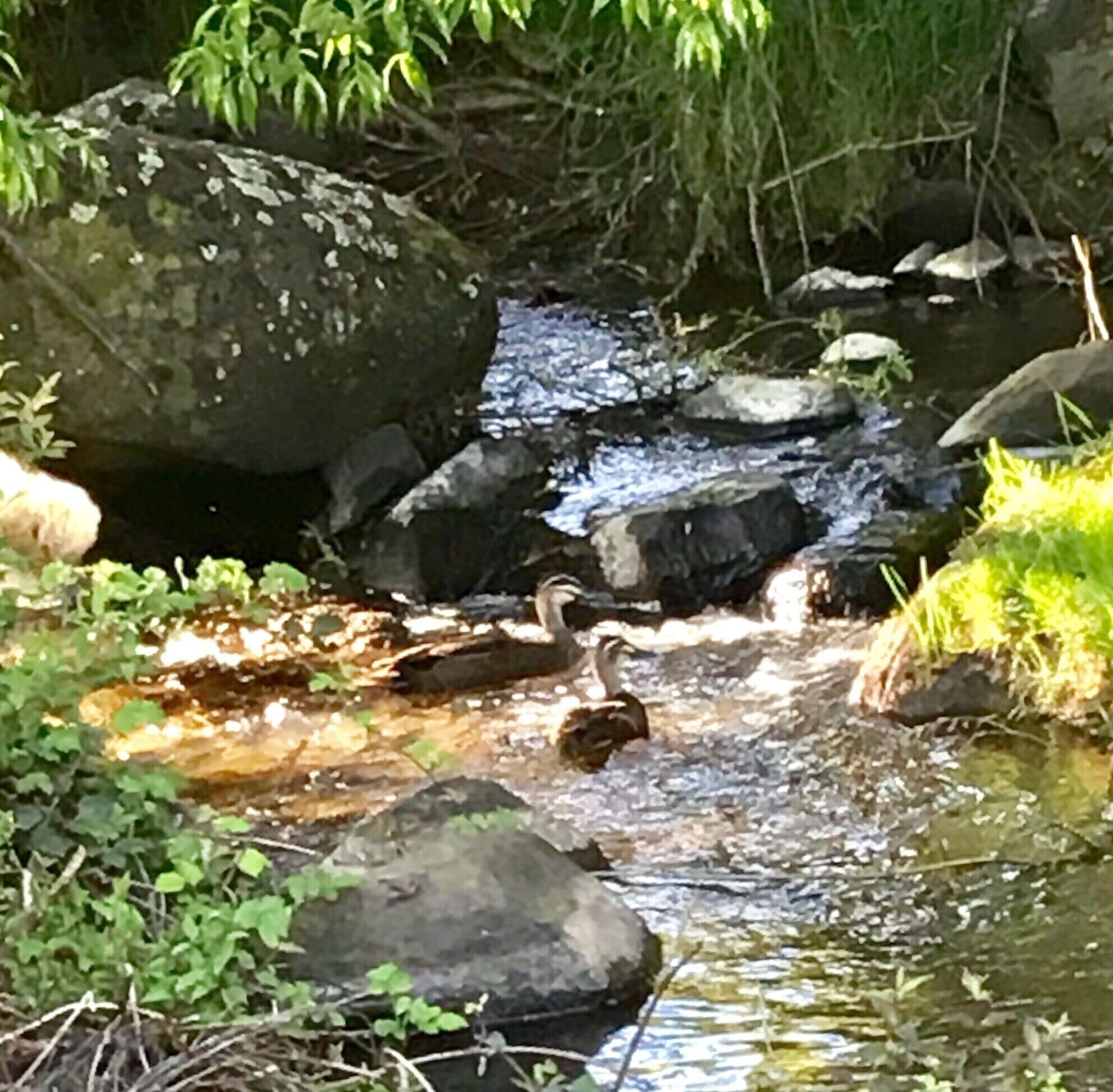 Possumbrook Cottage  3 Kiles Road Castle Forbes Bay  — image 19