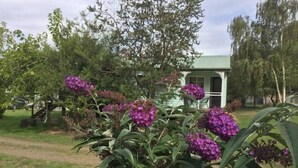 A garden with purple flowers and a small building in the background.