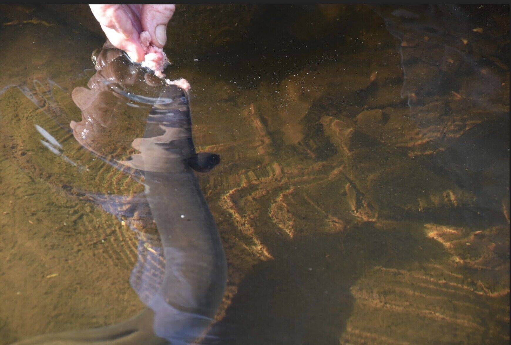 Possumbrook Cottage  3 Kiles Road Castle Forbes Bay  — image 4