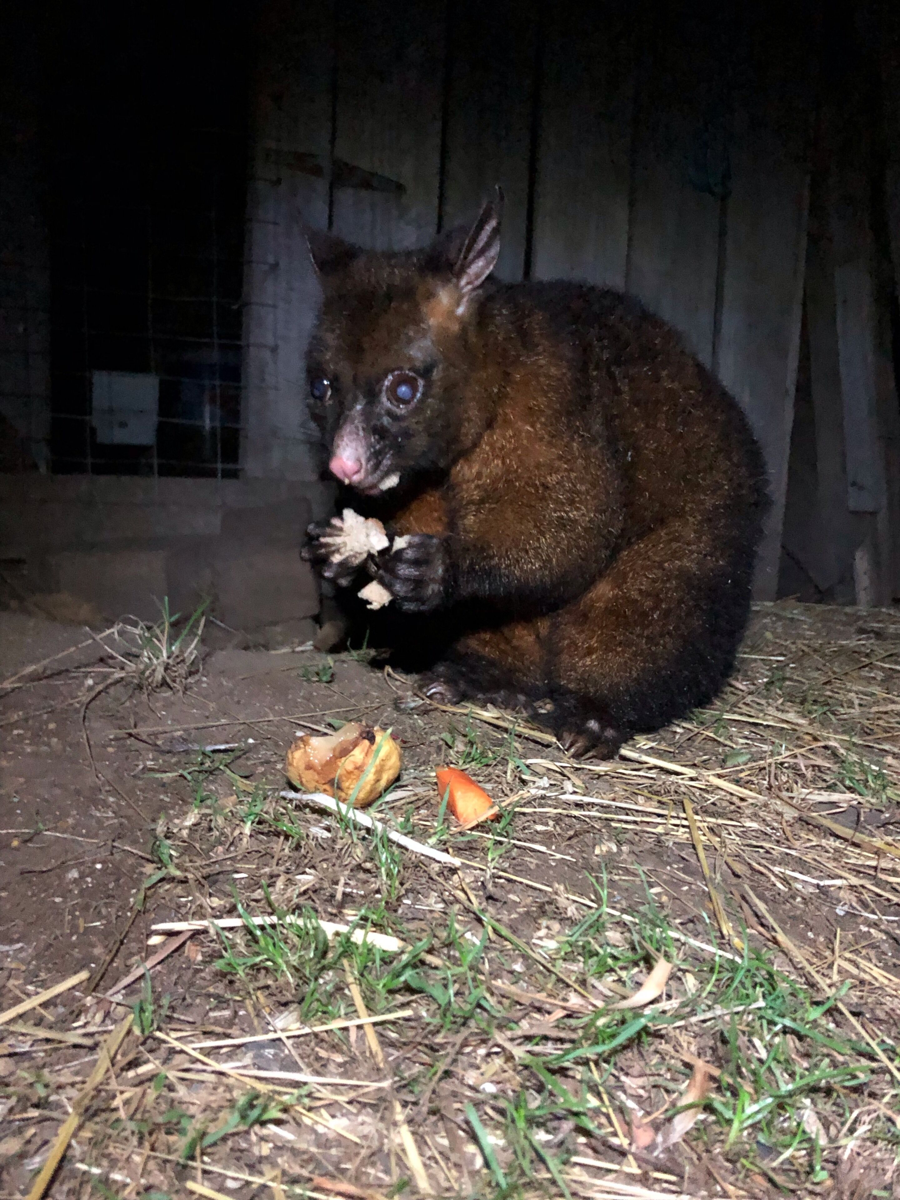 Possumbrook Cottage  3 Kiles Road Castle Forbes Bay  — image 24