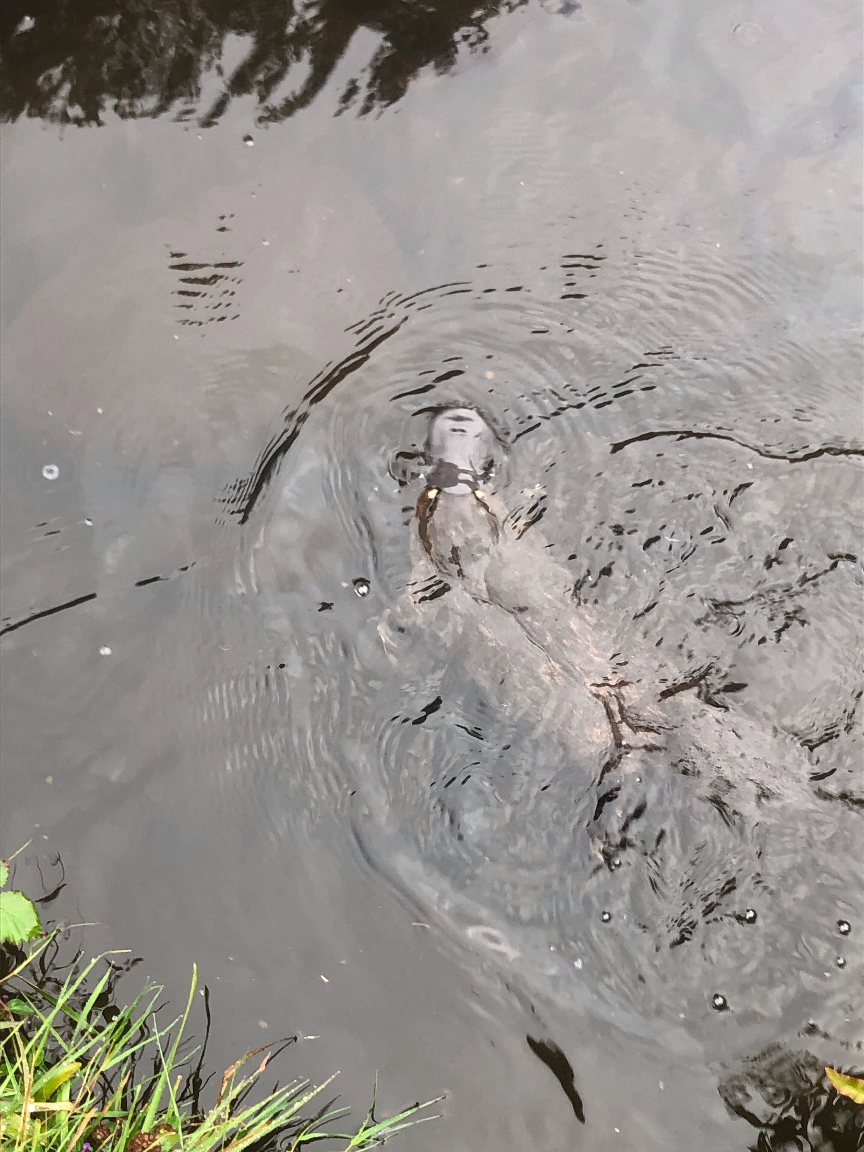 Possumbrook Cottage  3 Kiles Road Castle Forbes Bay  — image 21