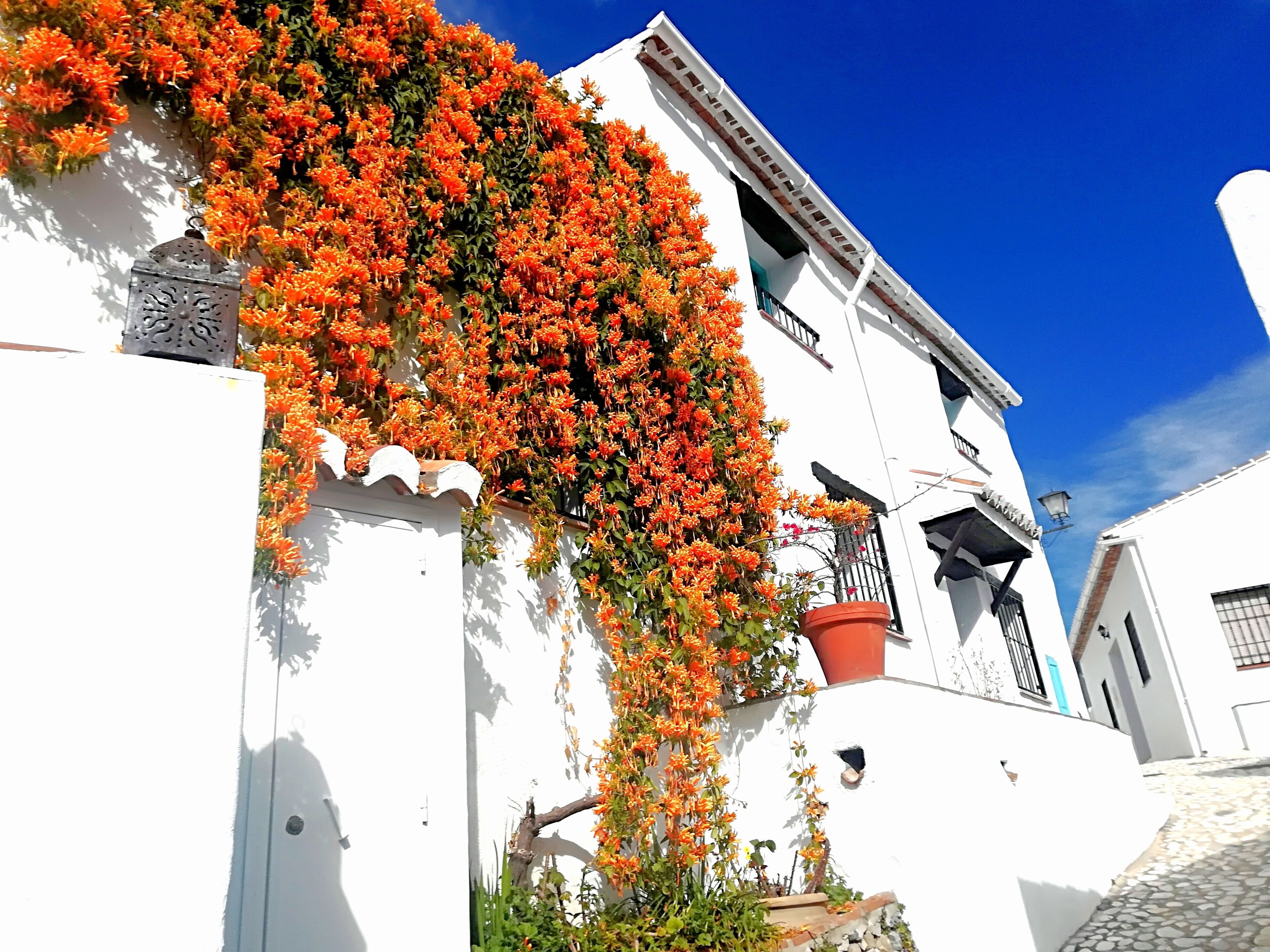 Un bâtiment blanc doté d’un balcon et d’une plante en pot.