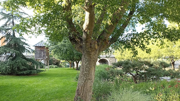 Een grote boom in een verzorgde tuin, met een stenen brugje en een houten gebouw op de achtergrond.