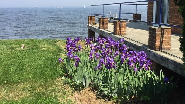 Een huis met een balkon dat uitkijkt over een wateroppervlak, met een gazon met paarse bloemen.