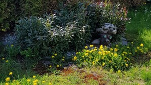A garden with various plants and flowers, including yellow dandelions, and a decorative tree stump.