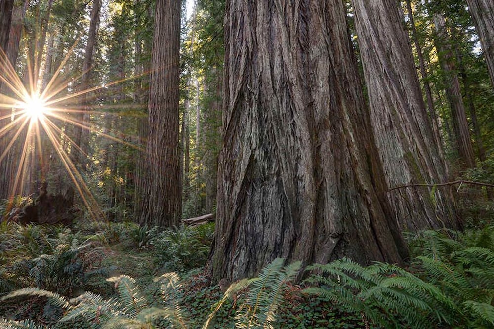Redwood Retreat in Rio Dell