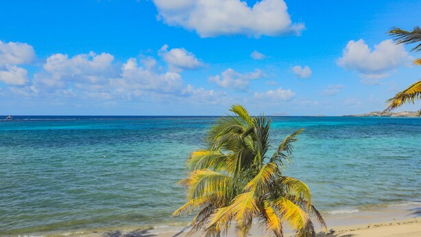 Ein Strand mit klarem türkisblauem Wasser, eine Palme im Vordergrund und ein strahlend blauer Himmel.