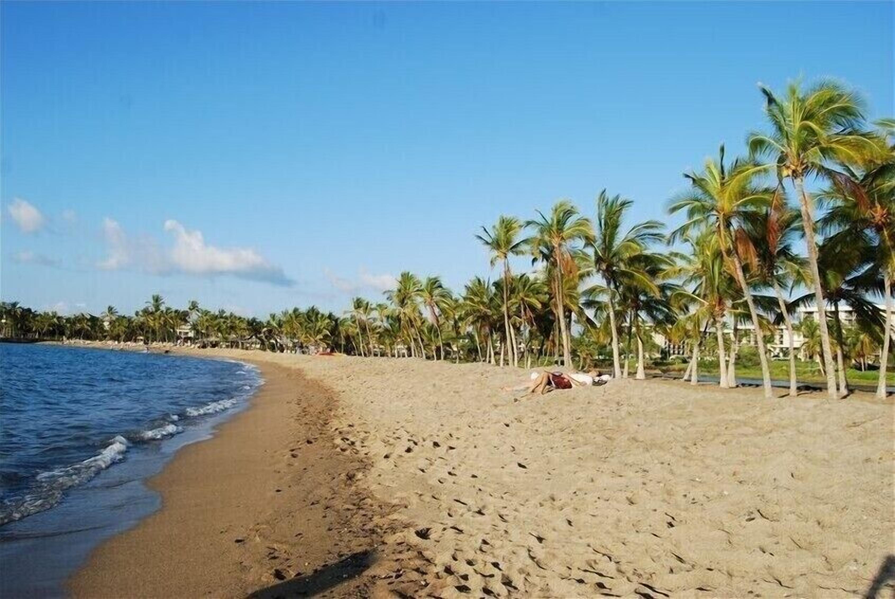 A beach with palm trees and a person lying on the sand.