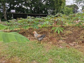 Jardim