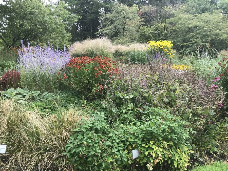 Un jardín con diversas plantas y flores, incluyendo flores rojas, amarillas y púrpuras.