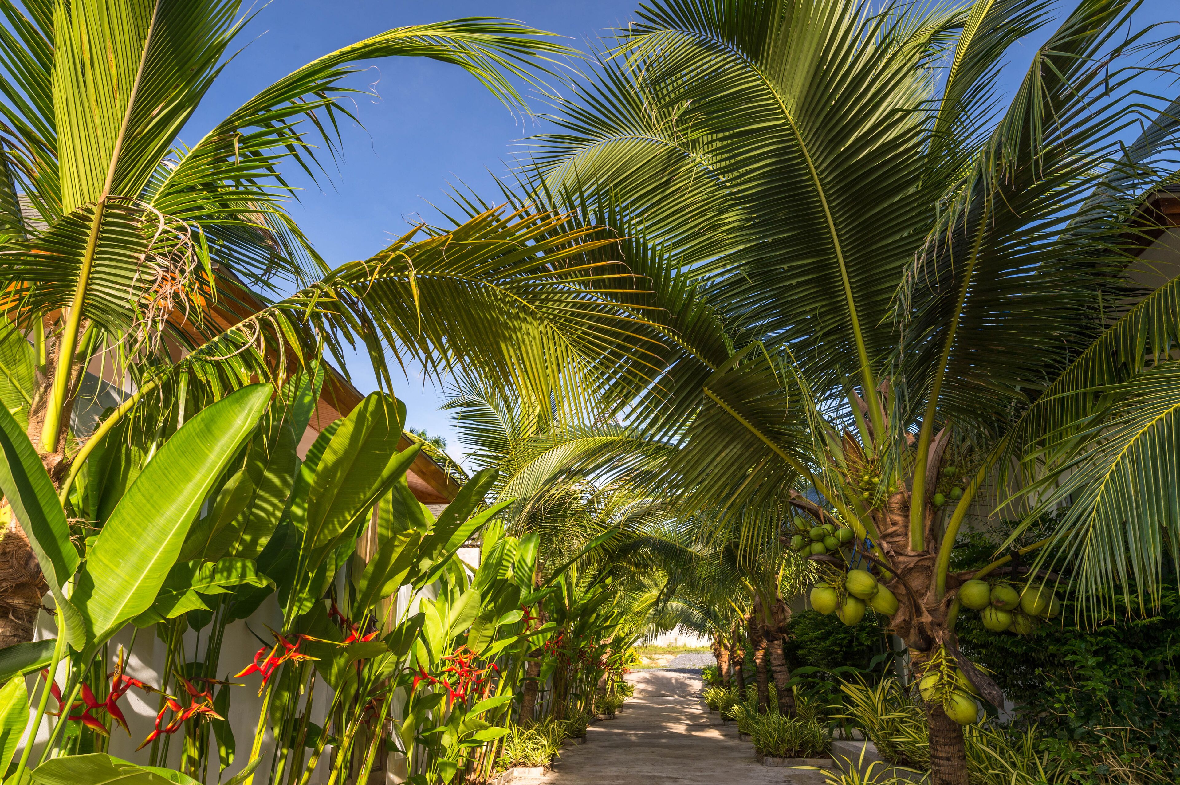 A pathway lined with palm trees and a building with a white exterior.