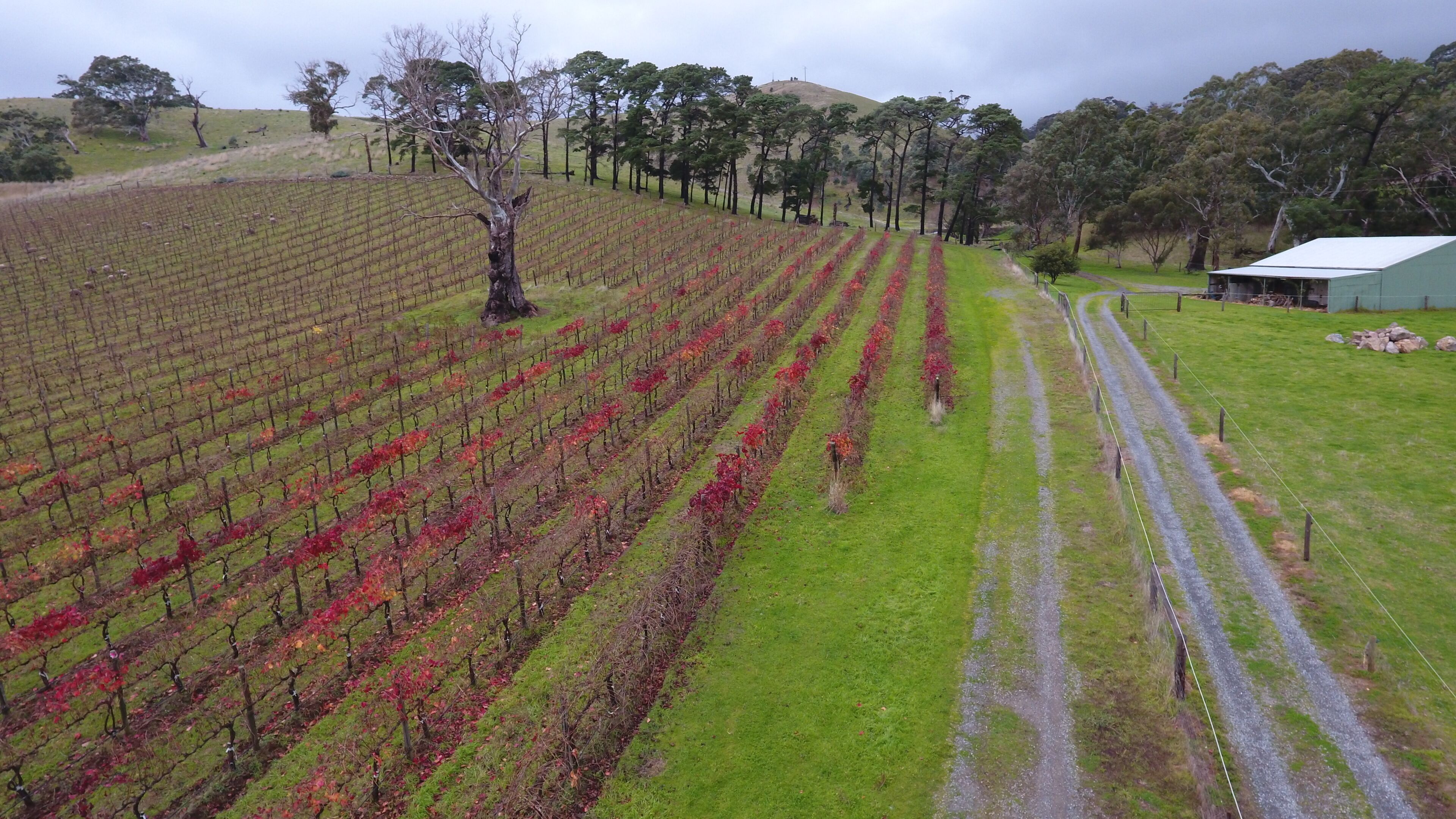 Vineyard farmstay retreat in the McLaren Vale wine region — image 10
