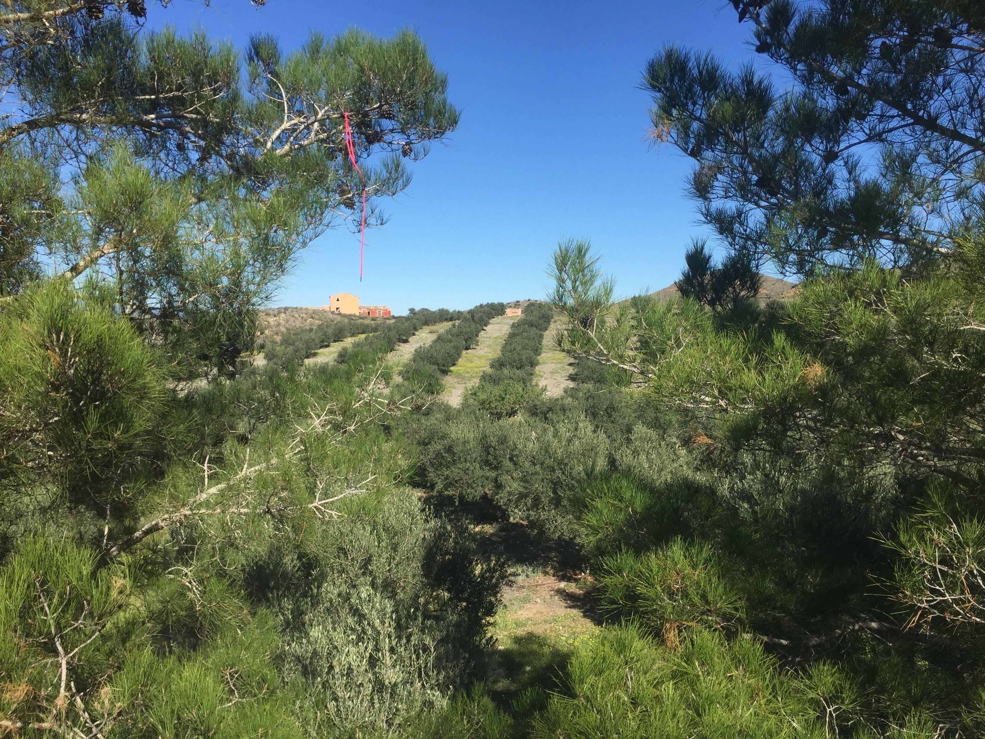 Un paysage naturel avec des pins et un ciel dégagé.