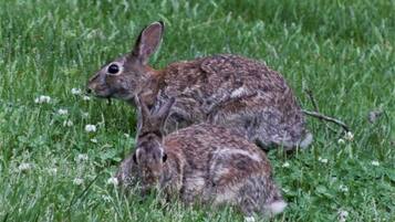 Two rabbits in a grassy field.