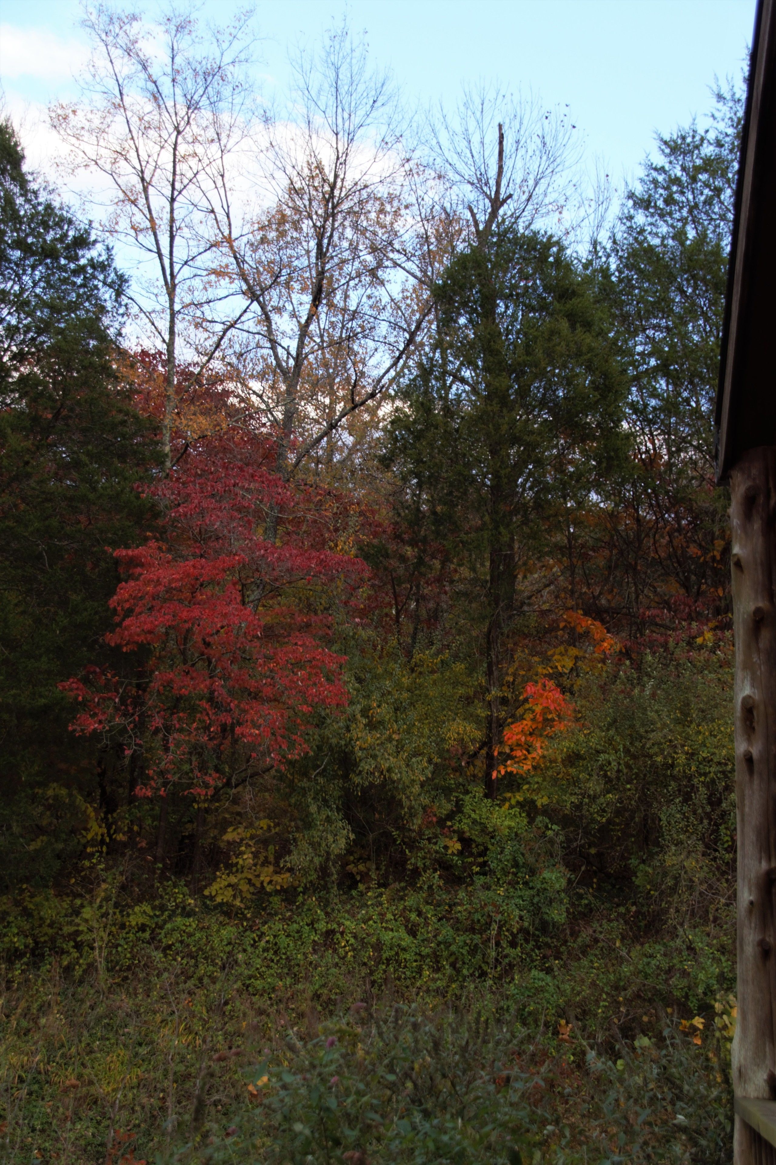 A forested area with dense trees and a wooden structure.