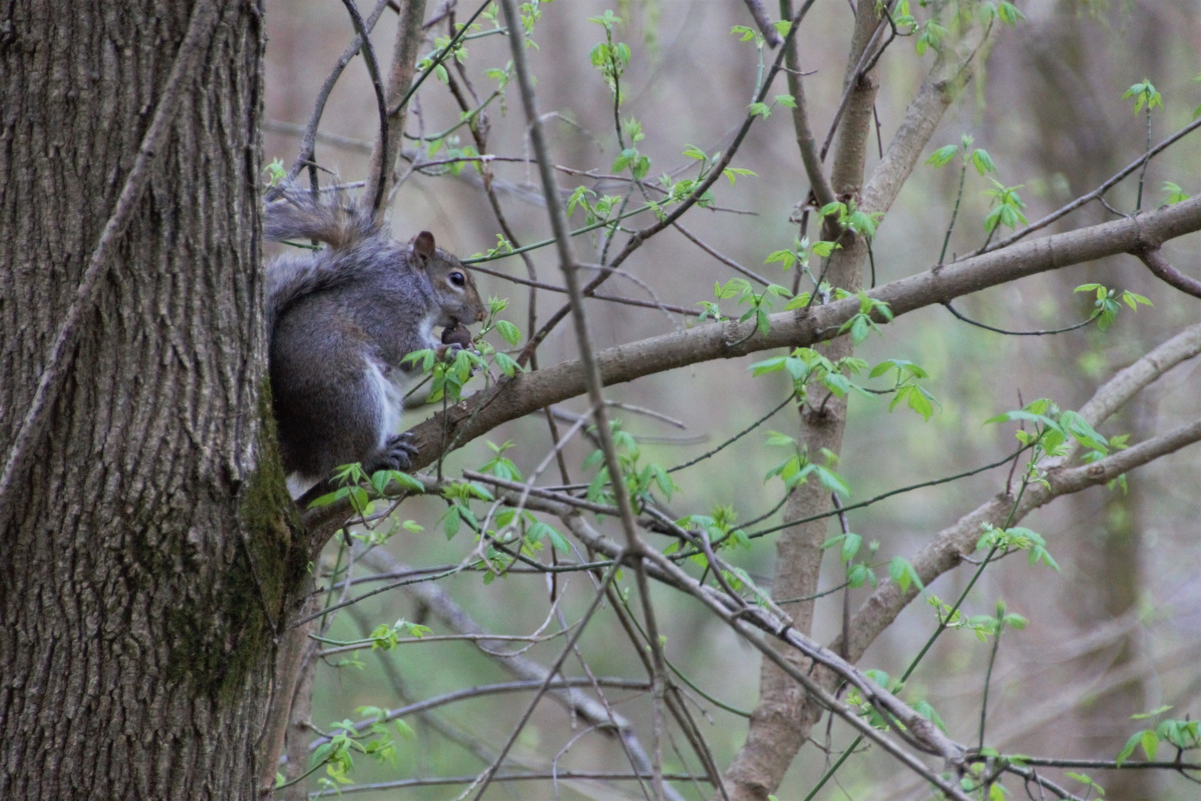 A squirrel on a tree branch.