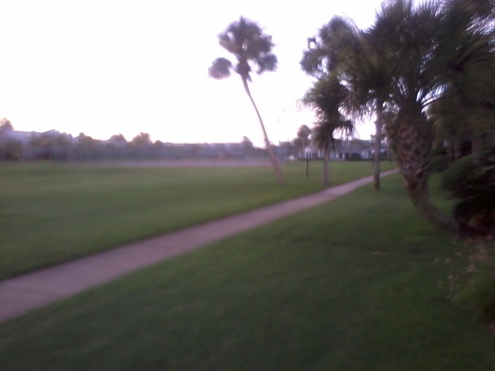 A pathway through a grassy area with palm trees on one side.
