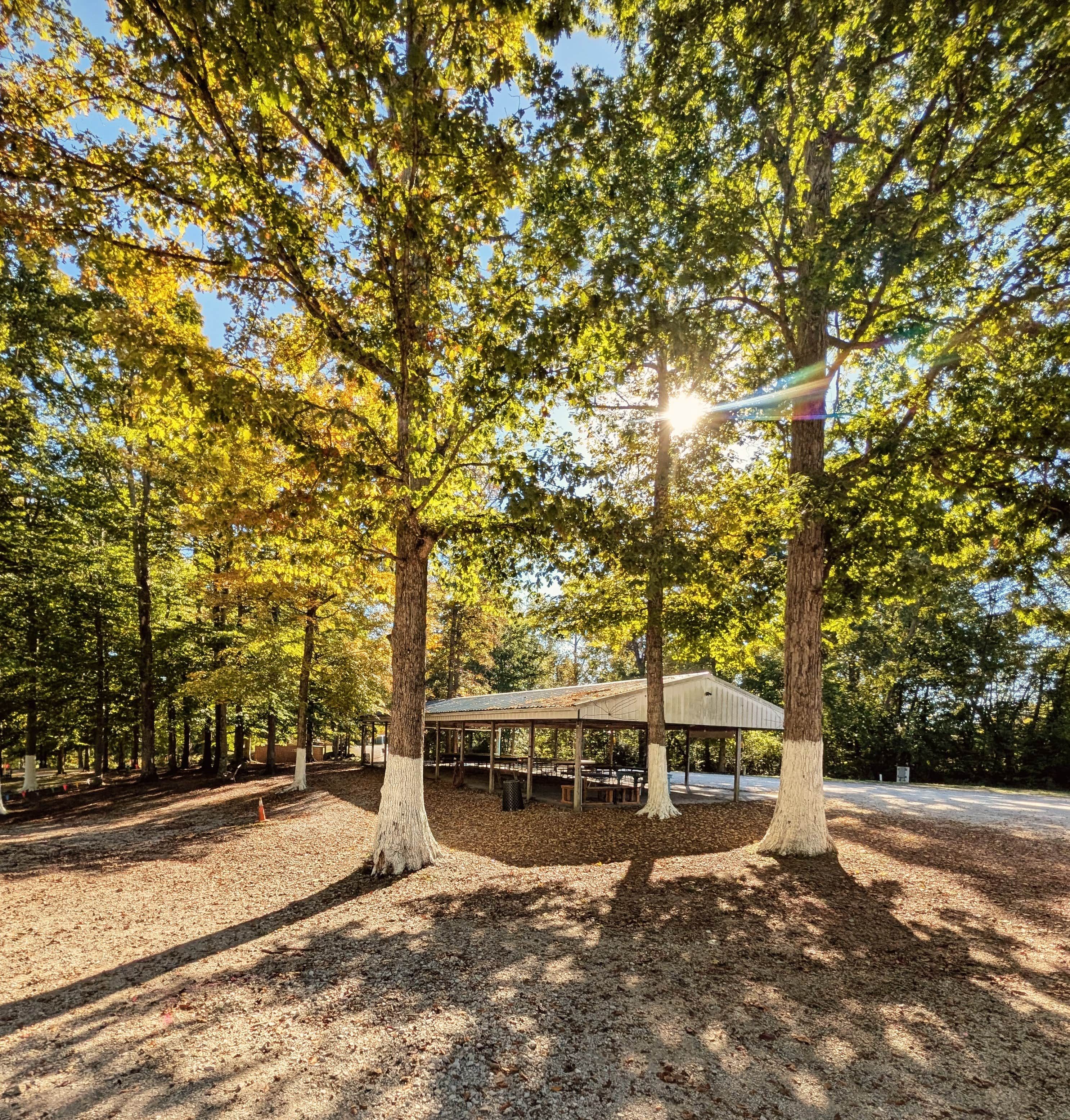A covered picnic area surrounded by trees with sunlight filtering through.